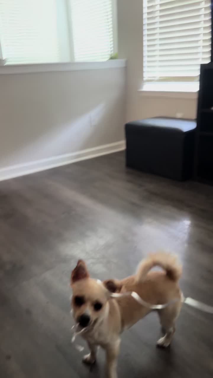 @🐕🐾MayaTheChihuahua🐾🐕