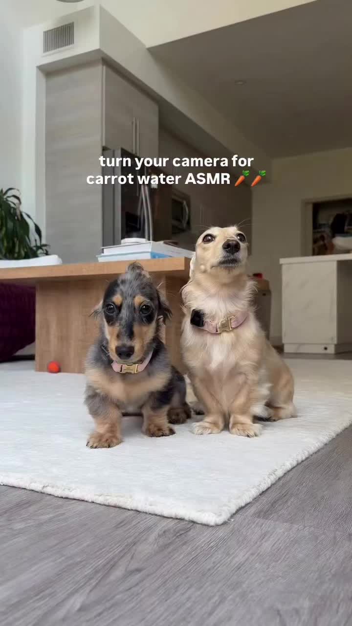 @Lila & Lily The Doxxies
