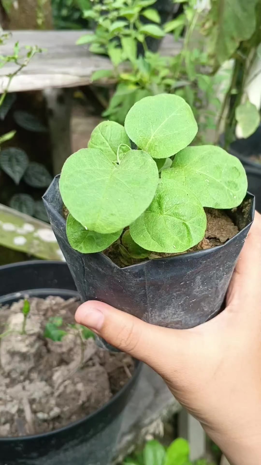 @susmawaati