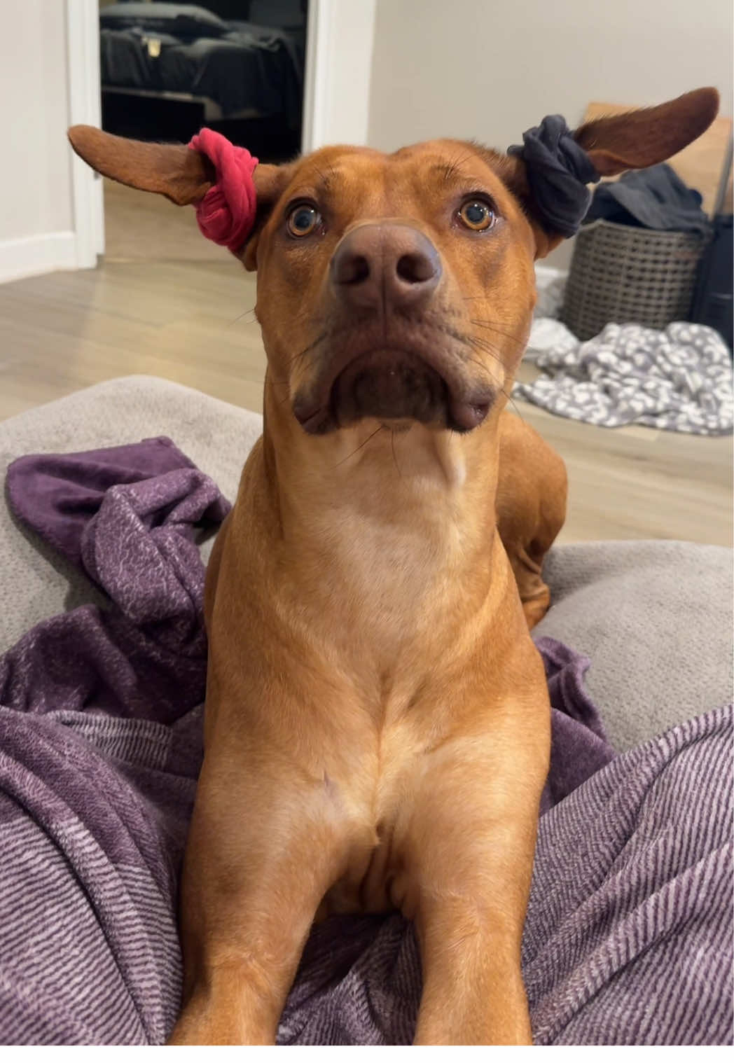 @Blue the Ridgeback