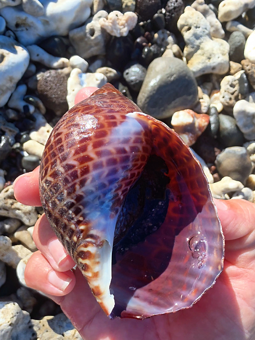 @Noe ๐ Shells