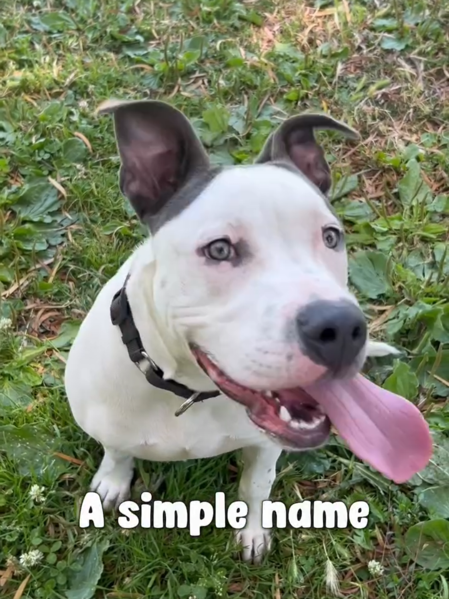 @Oakland Animal Services