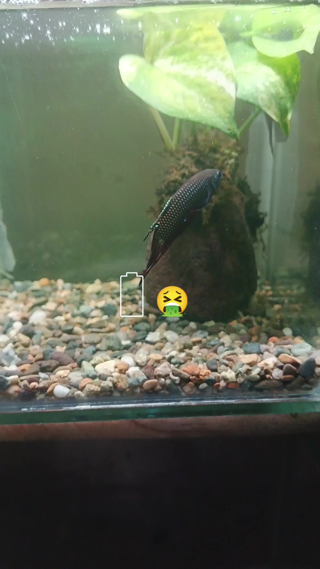 @JRISON.Betta