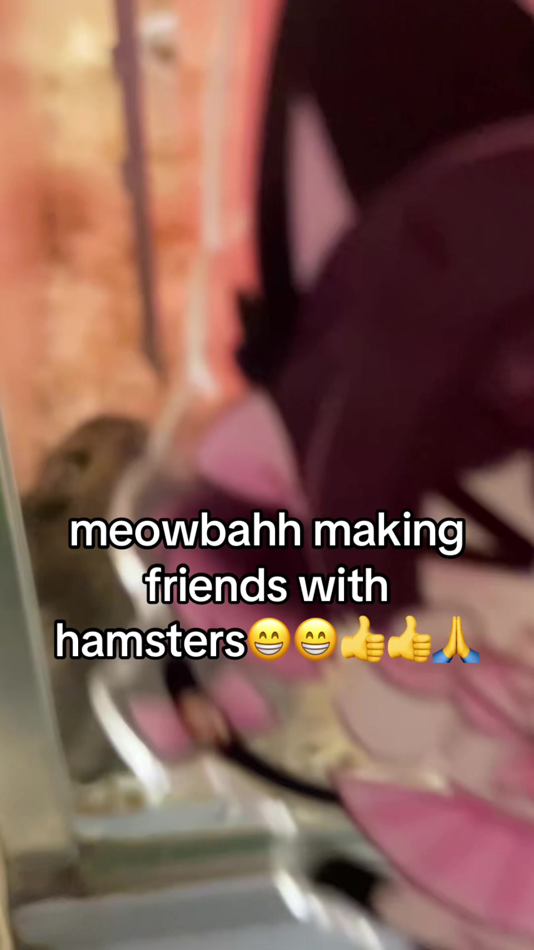 @kawaiicat_girl🎀🪽