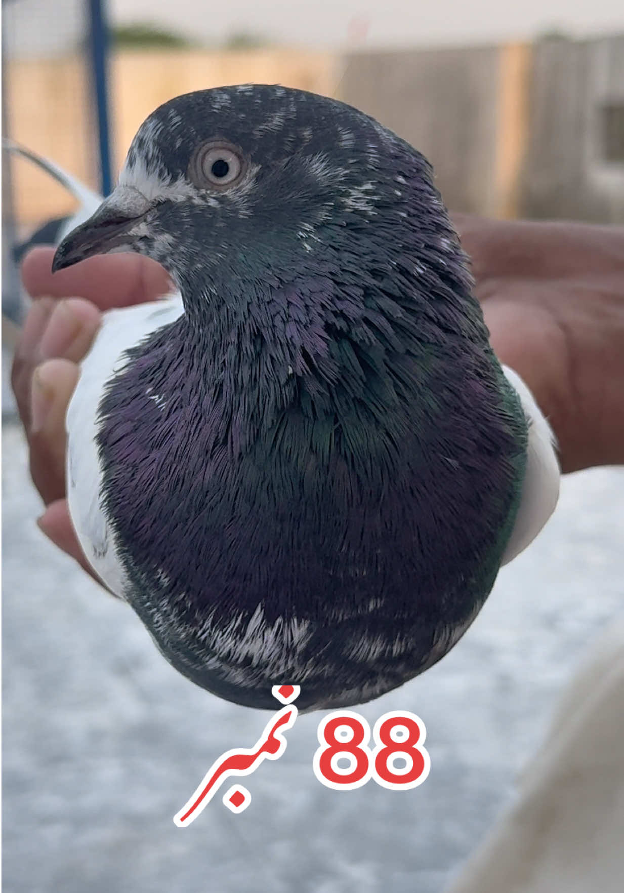@Aero Pigeons Club