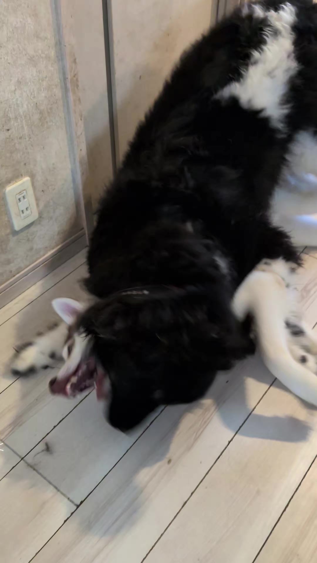 @大型犬3頭&小型老犬4頭多頭飼いの生活