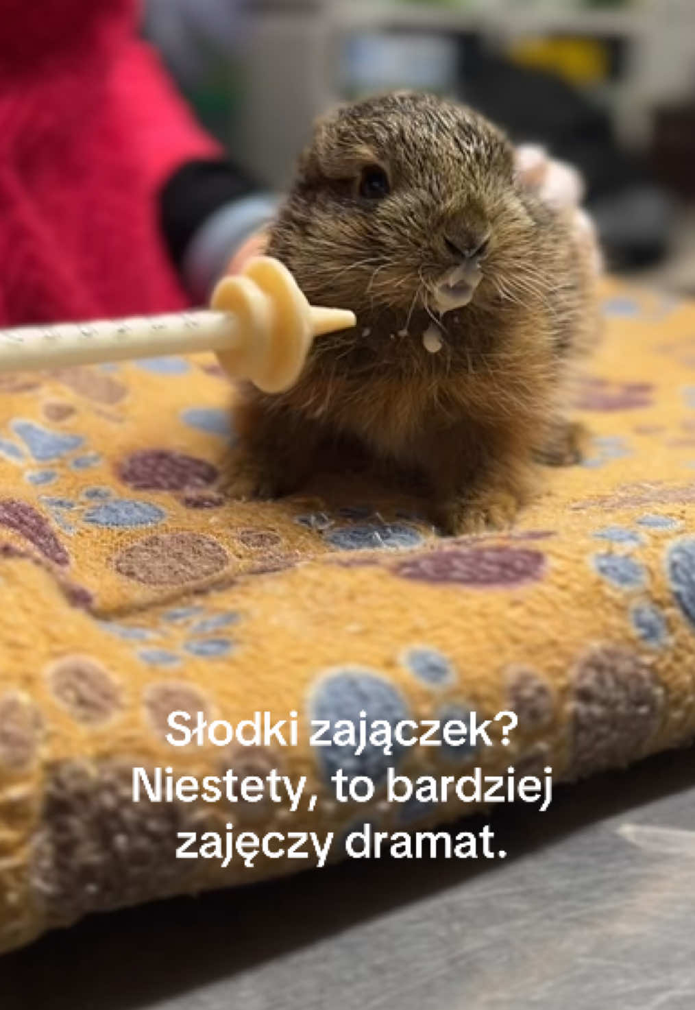 @Marta | o zwierzętach 🦊