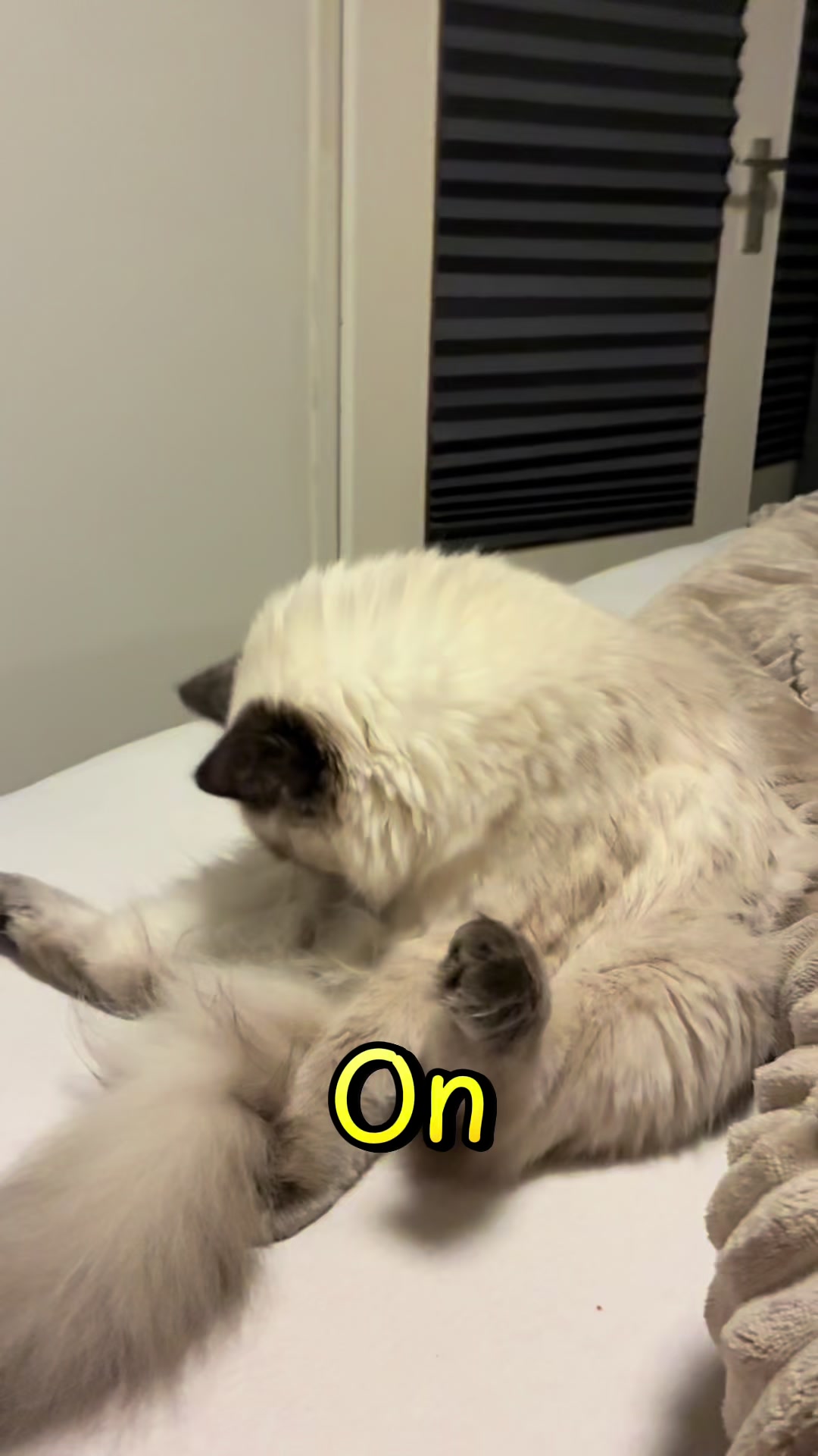 @Amadeus the ragdoll