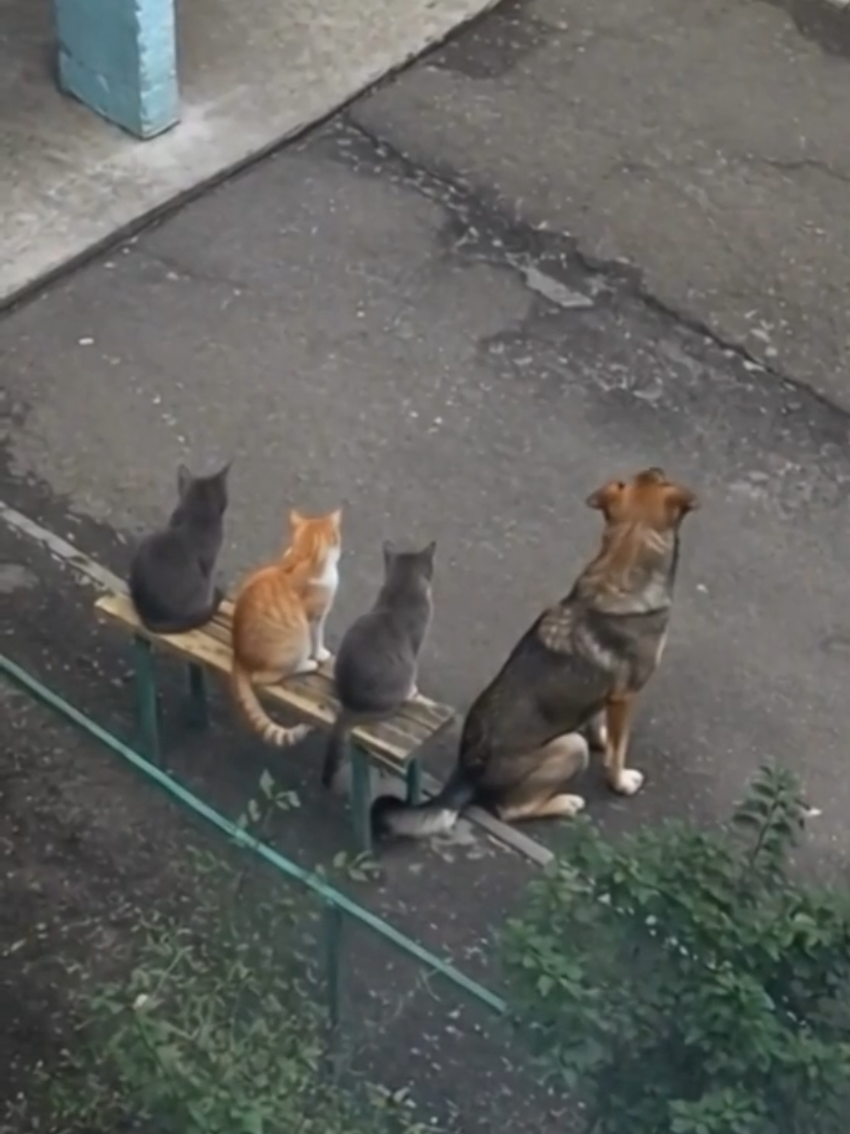 @Random Cat Stuff