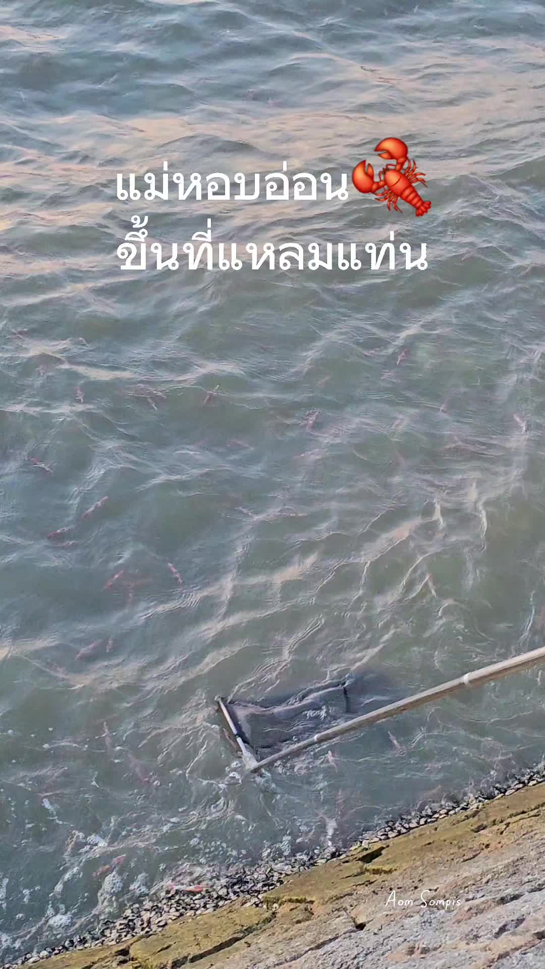 @ᗩOᗰ SOᗰᑭIS กุ๊กอ๋อยบางแสน 📸