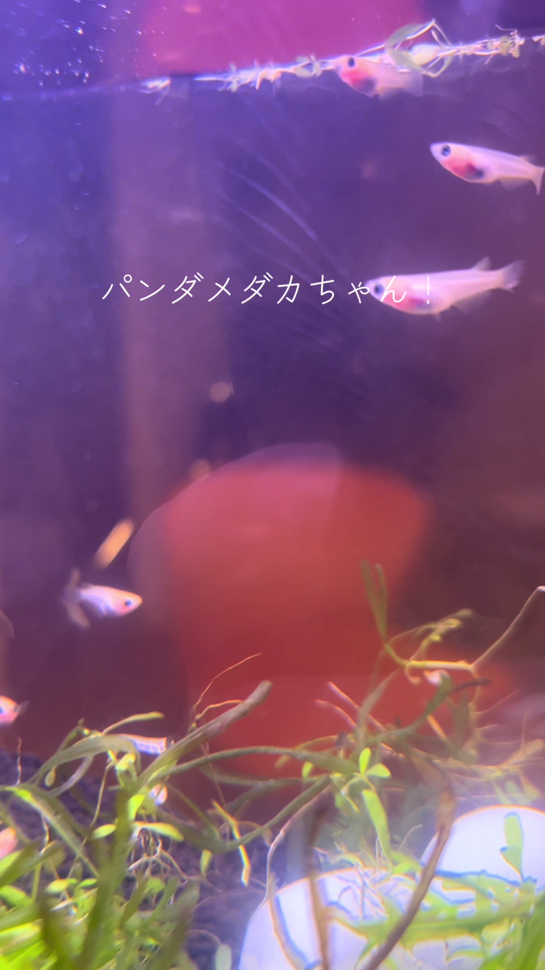 @メダカ屋の見習い🔰