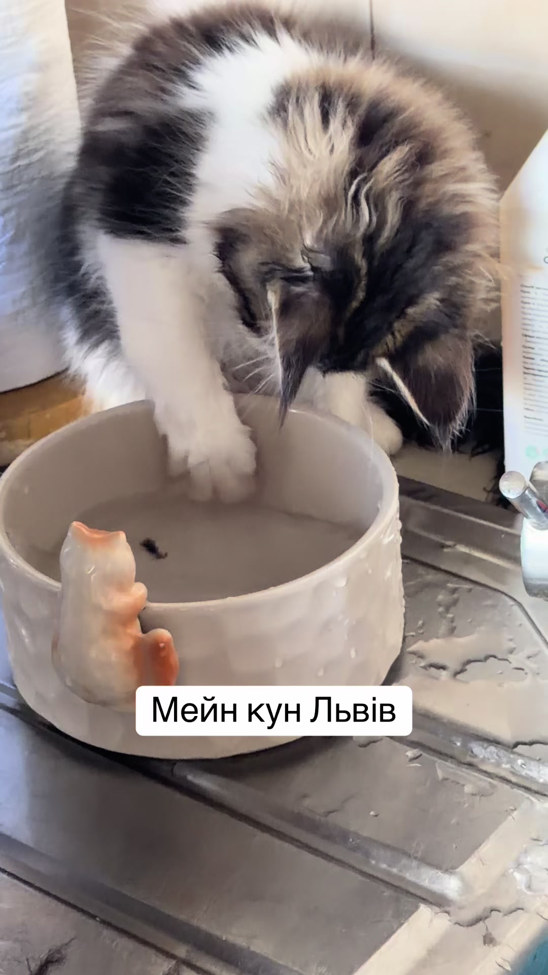 @PARAKENTOS*UA Maine coon