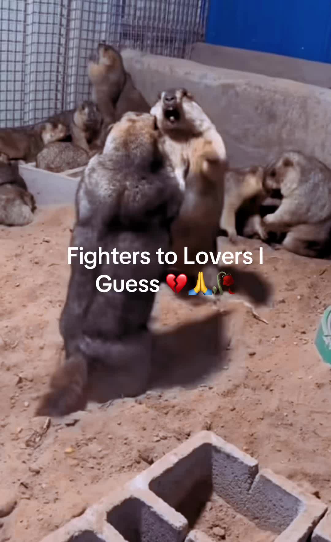 @dailymarmot00