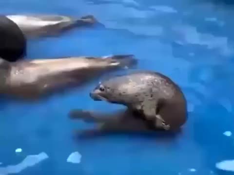 @simon_zazu