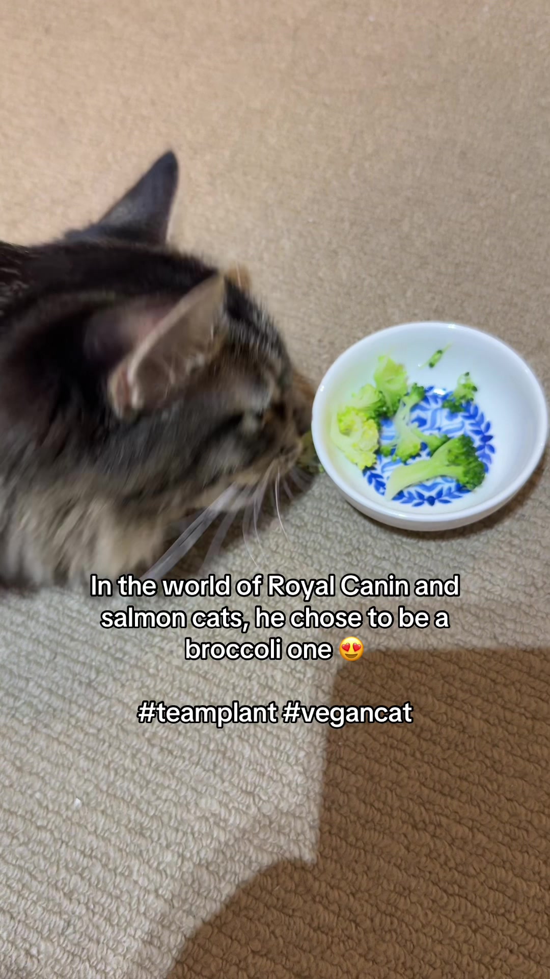 @Mozzie The Cat