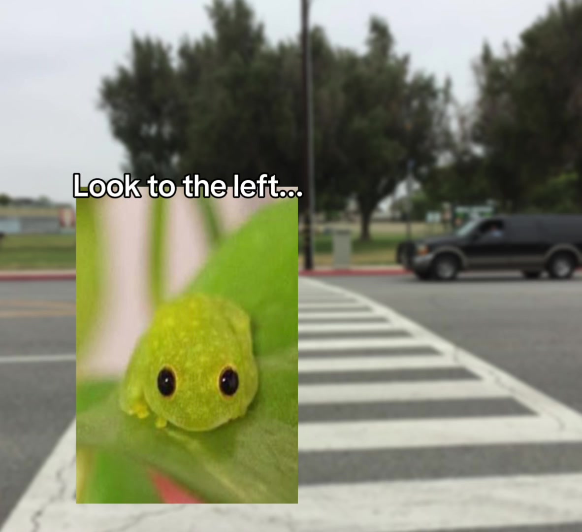 @FroggyVR