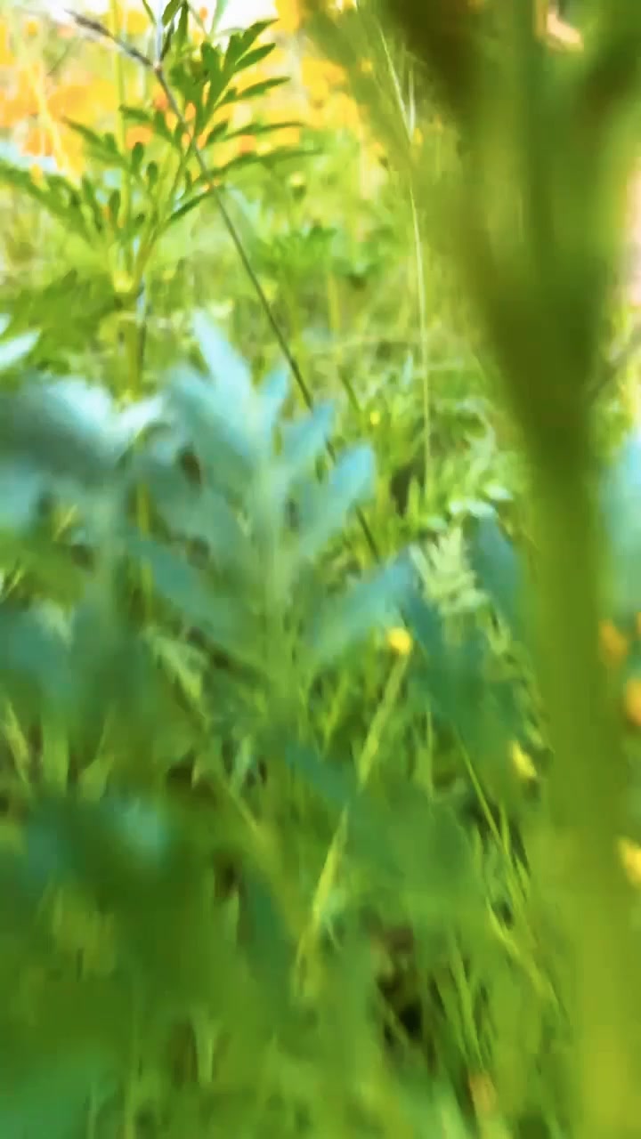 @Mrrhan
