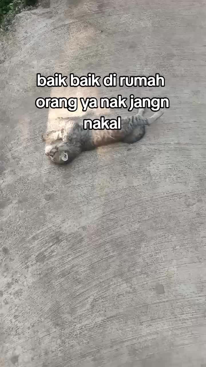 @ibundanya kucing