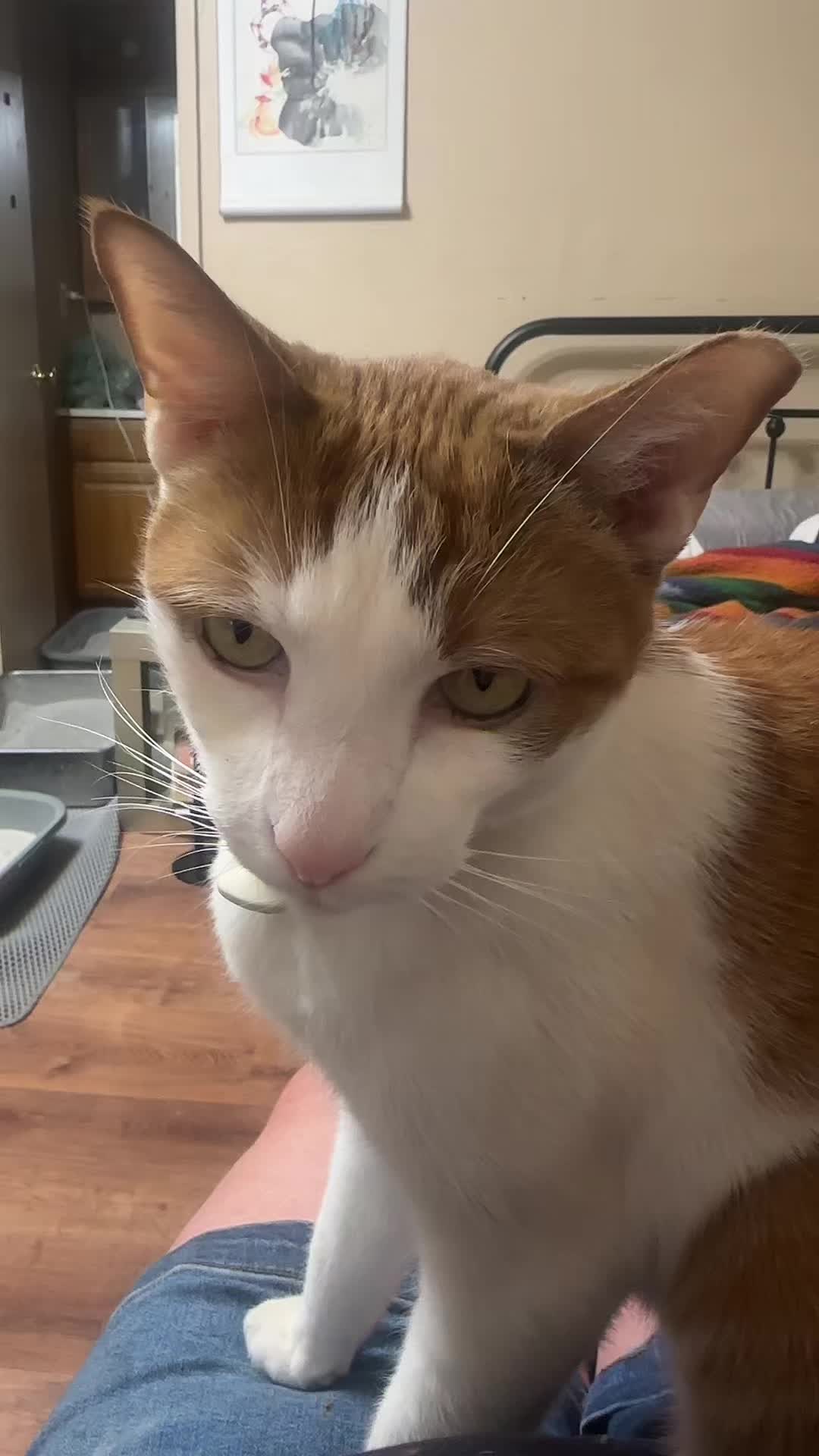 @Therapy Cat Roger & Family