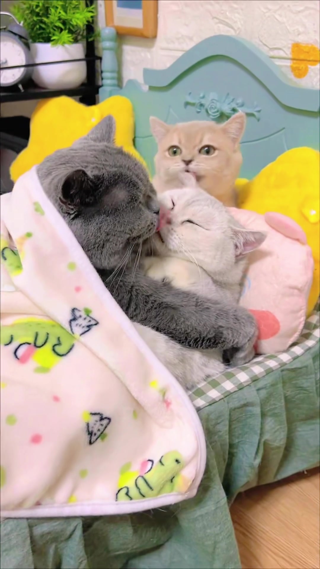 @The Kitten Council 😻😻