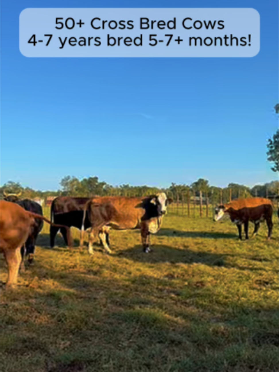 @Rutherford Land and Cattle