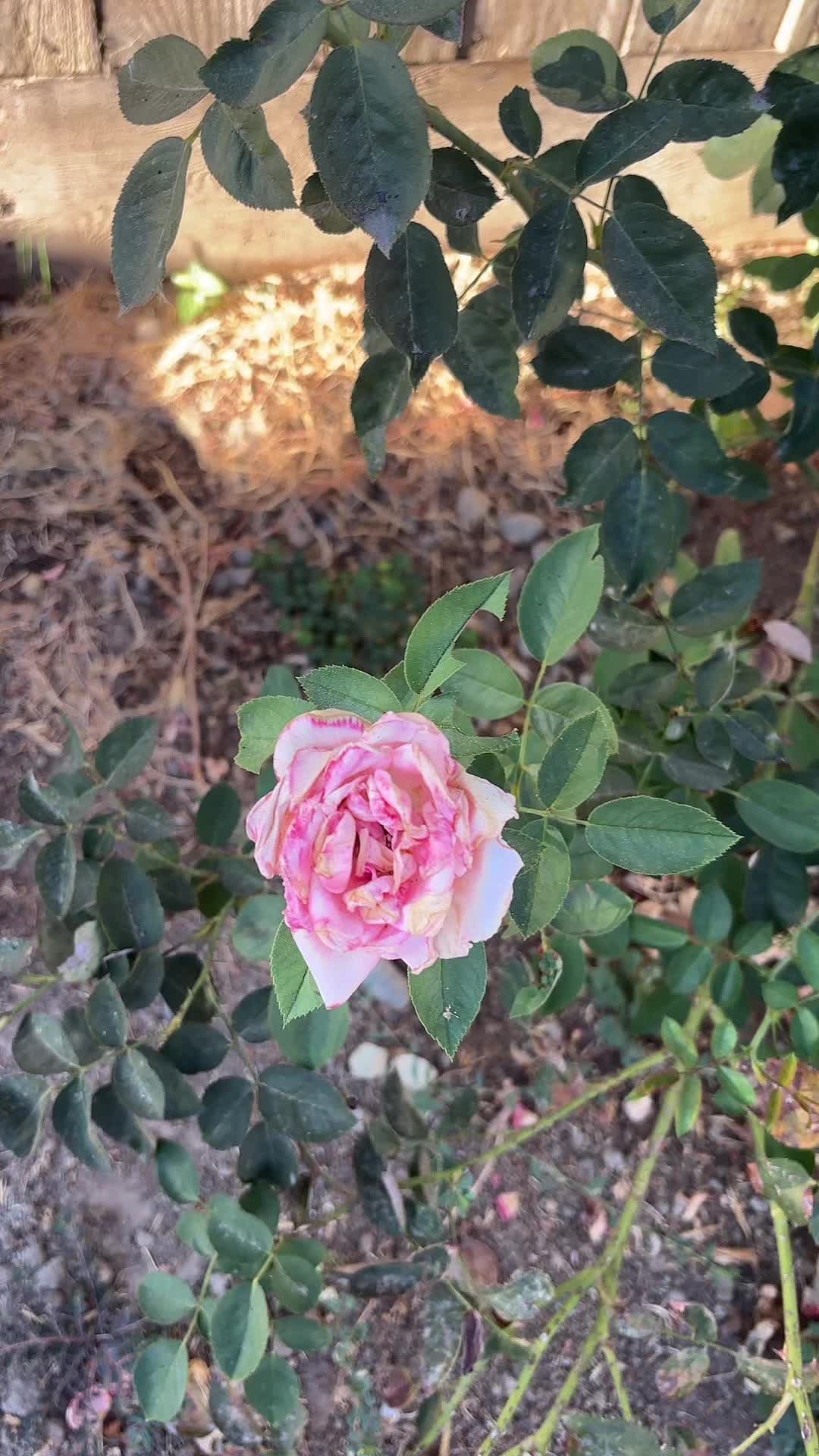 @user7791780185480