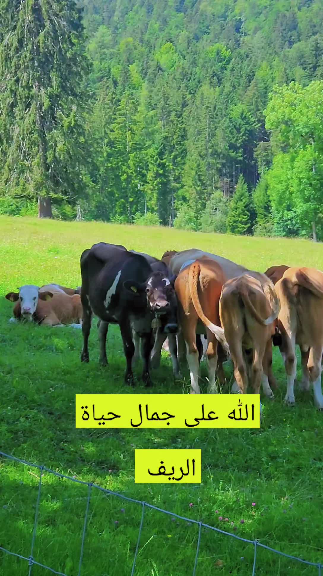 @Akil Alhalmi عقيل الحالمي