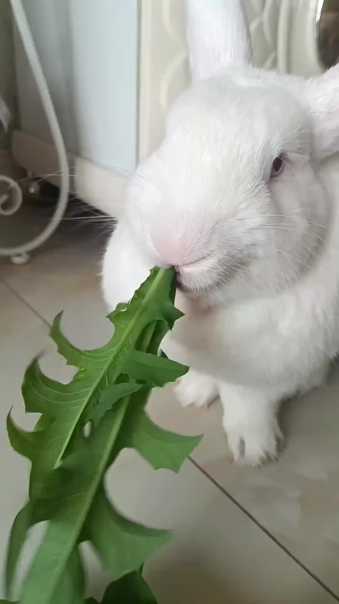 @RabbitBall