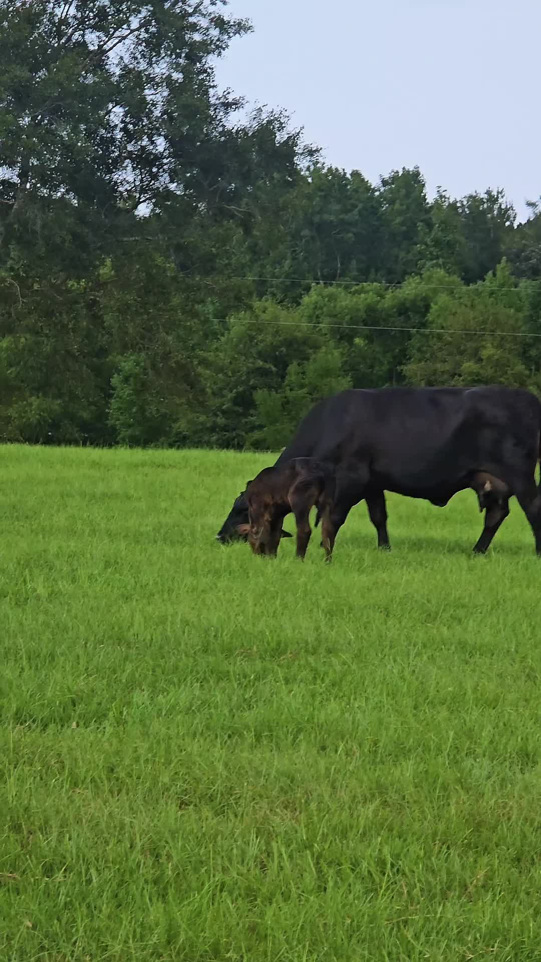 @M.I. CATTLE CO.