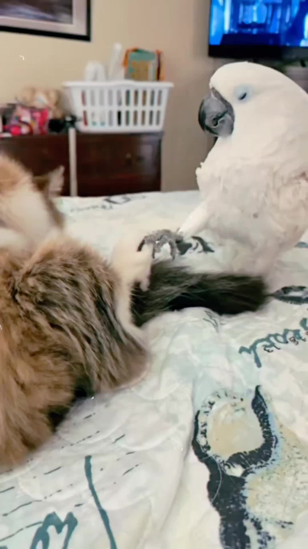 @Cute little pet 💕