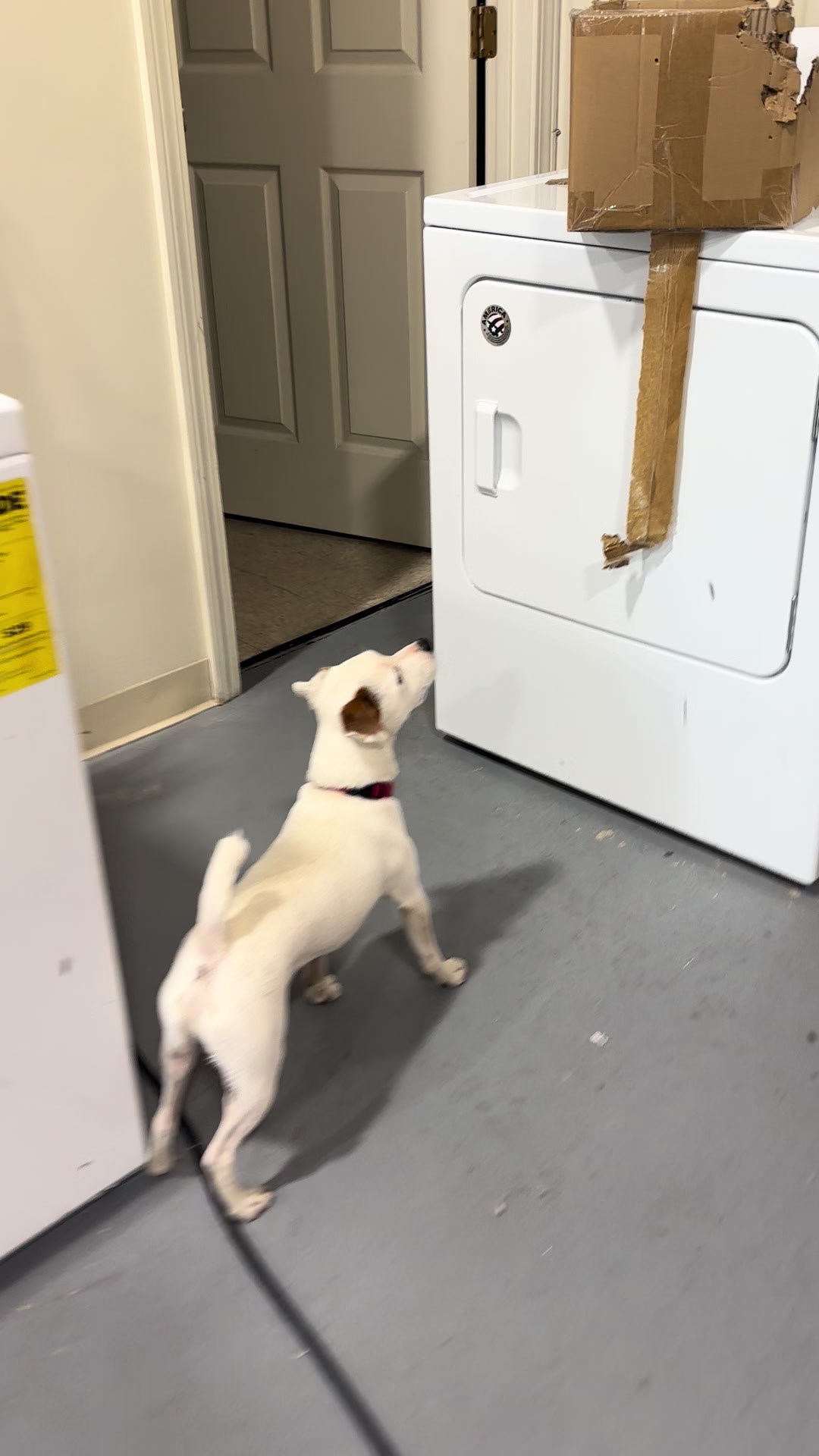 @K-9 Cleaner🐶