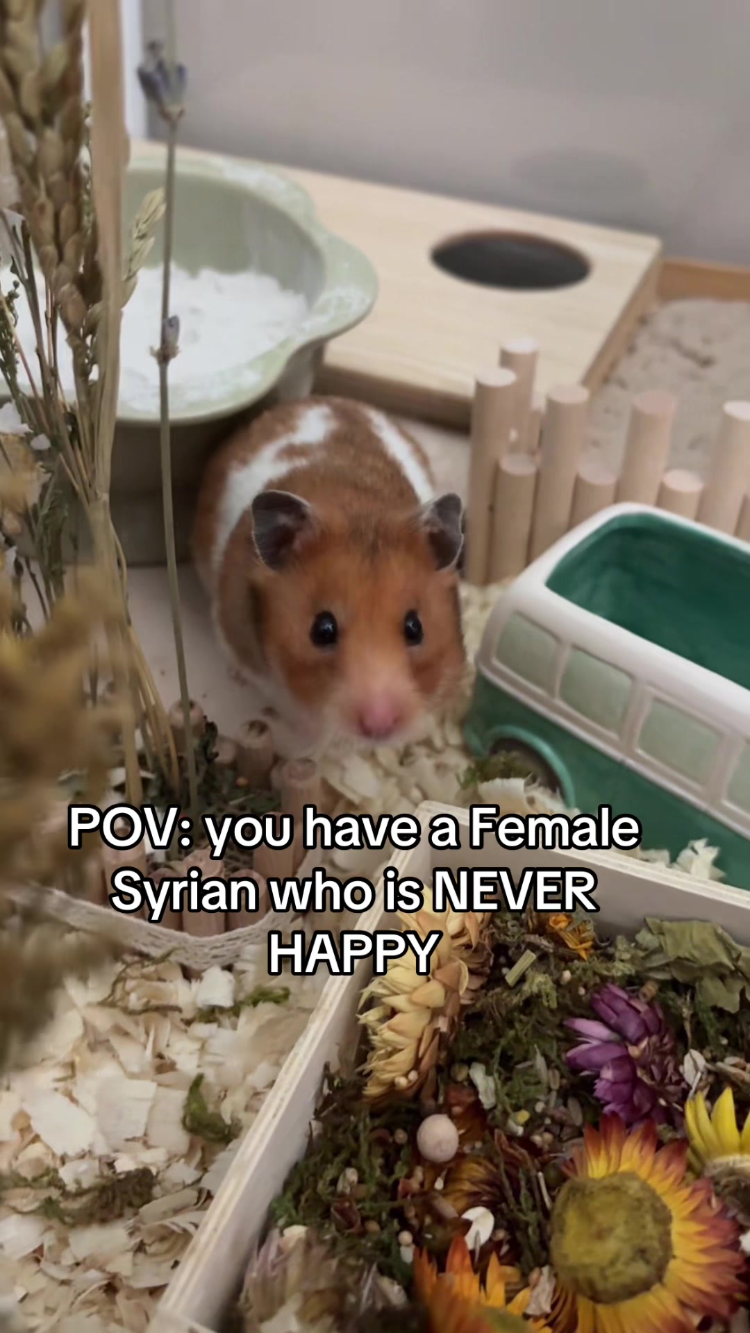 @thatweirdanimalgirl