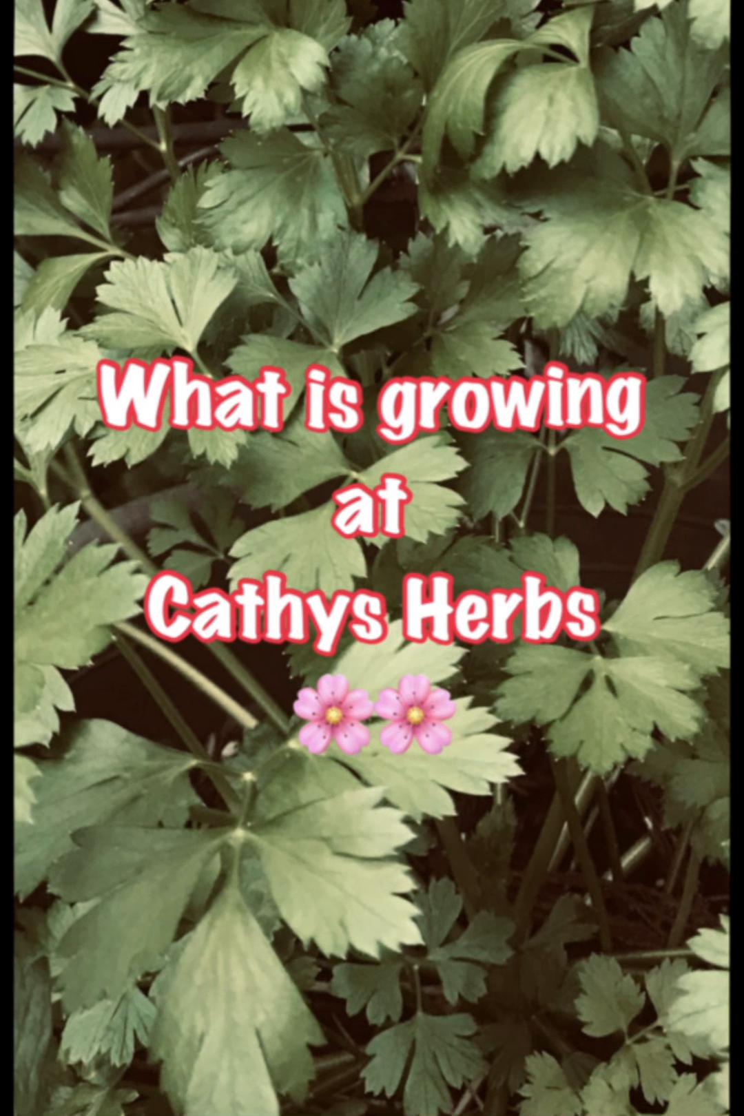 @cathy the herb girl