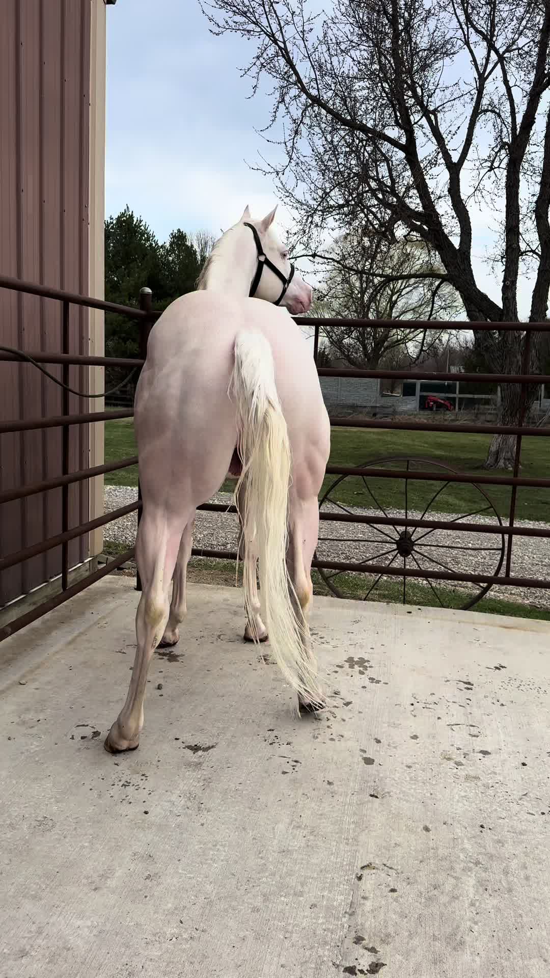 @R.L.P Quarter Horses