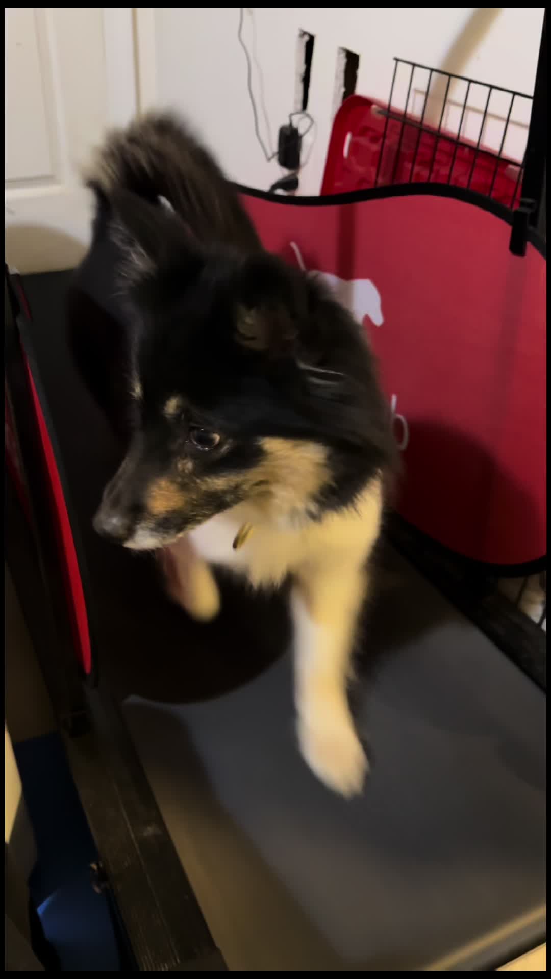 @Sit Paws Go