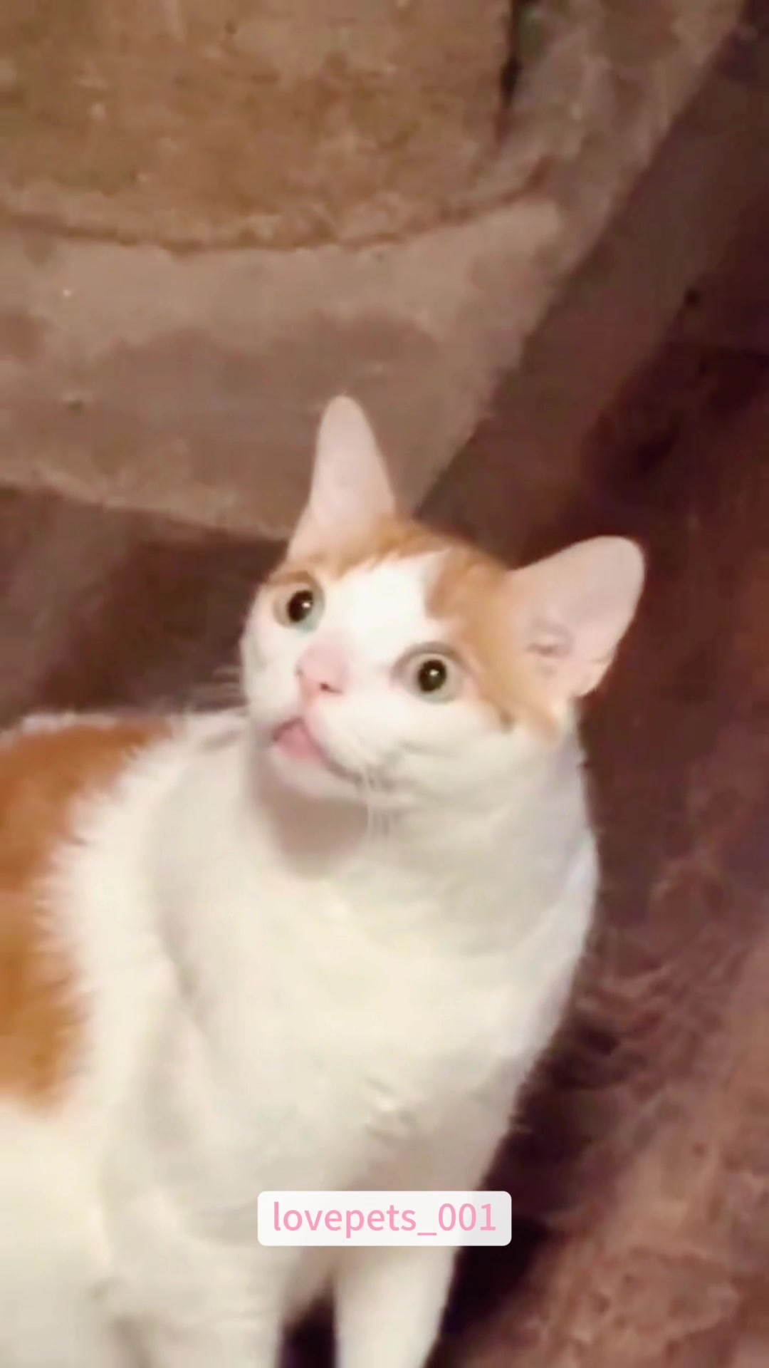 @lovepets_001
