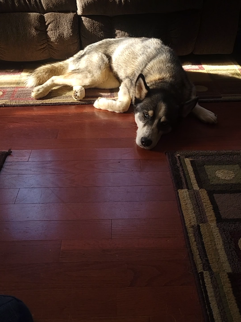 @the Hussey Husky ❌️