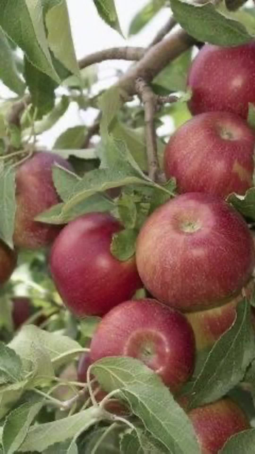 @ᥲ⍴⍴ᥣᥱ ˚.🍎 ᵎᵎ  🪲ˎˊ˗