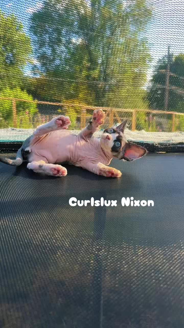 @Curlslux cattery!!🇺🇸