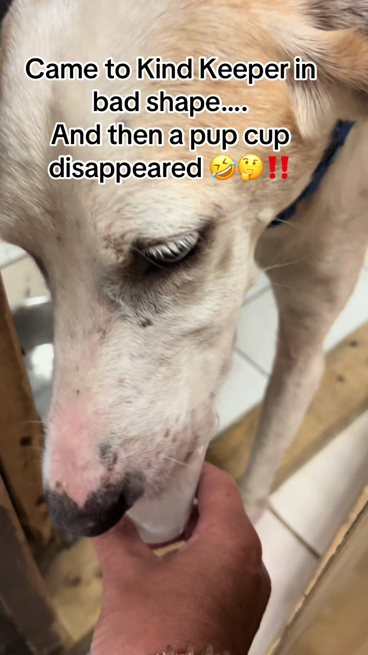 @Kind Keeper Animal Rescue