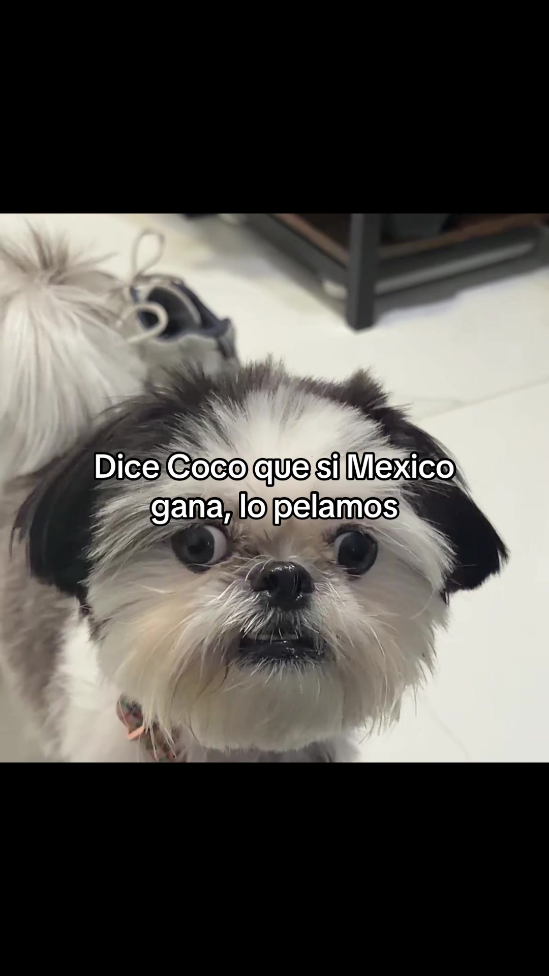 @coco.el.shihtzu