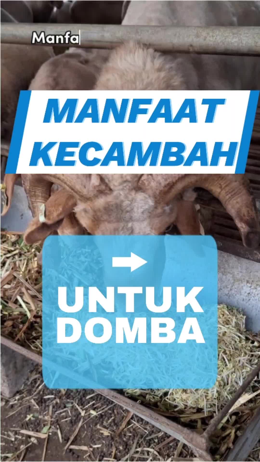 @Kambing Burja Official
