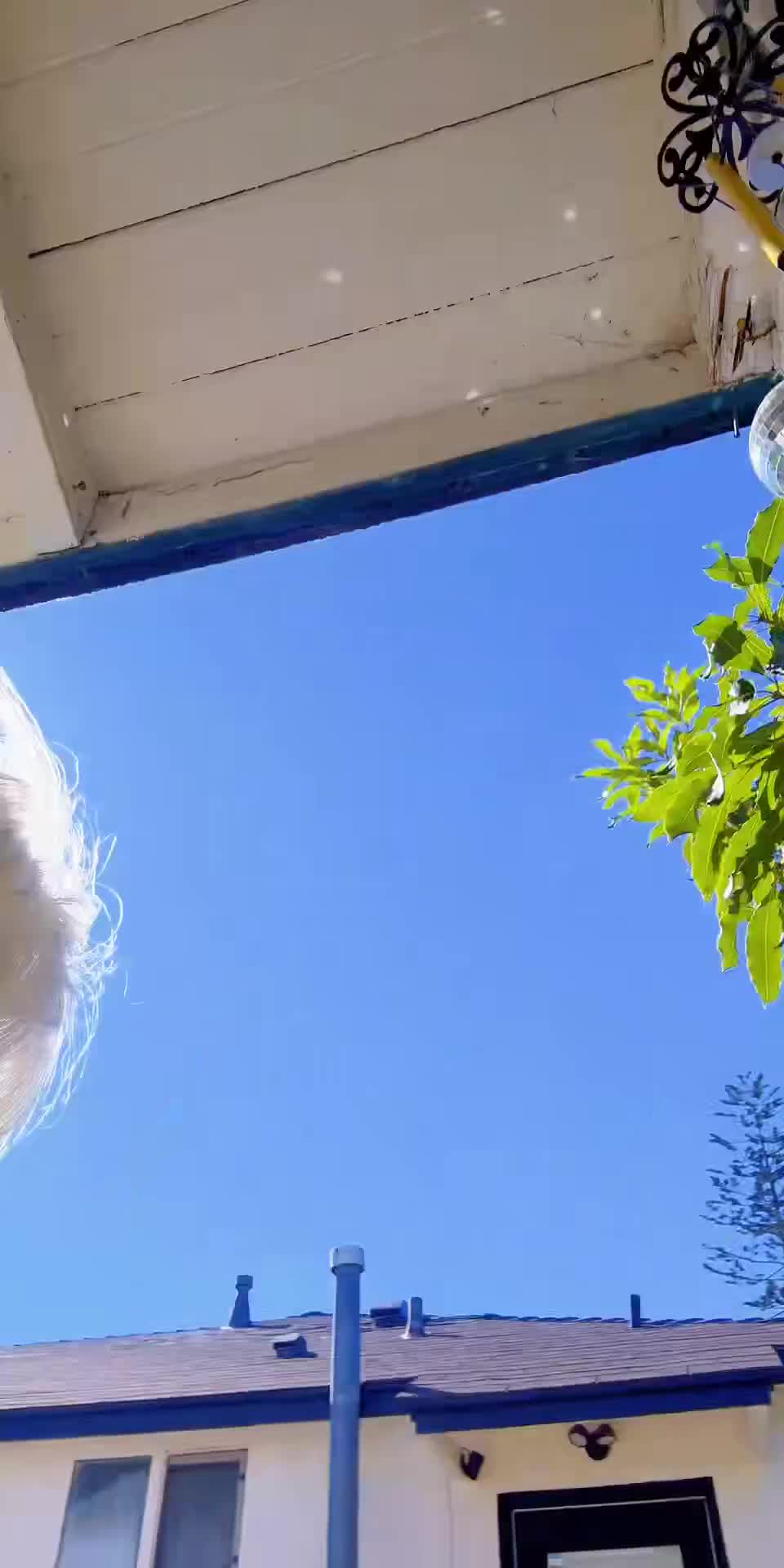 @Caligirl3100💎