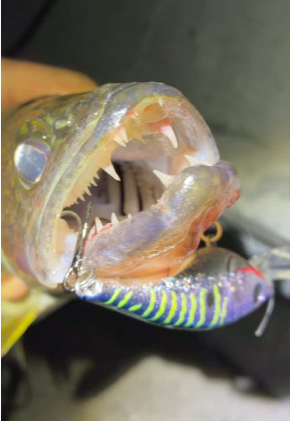@Dunamis Angling