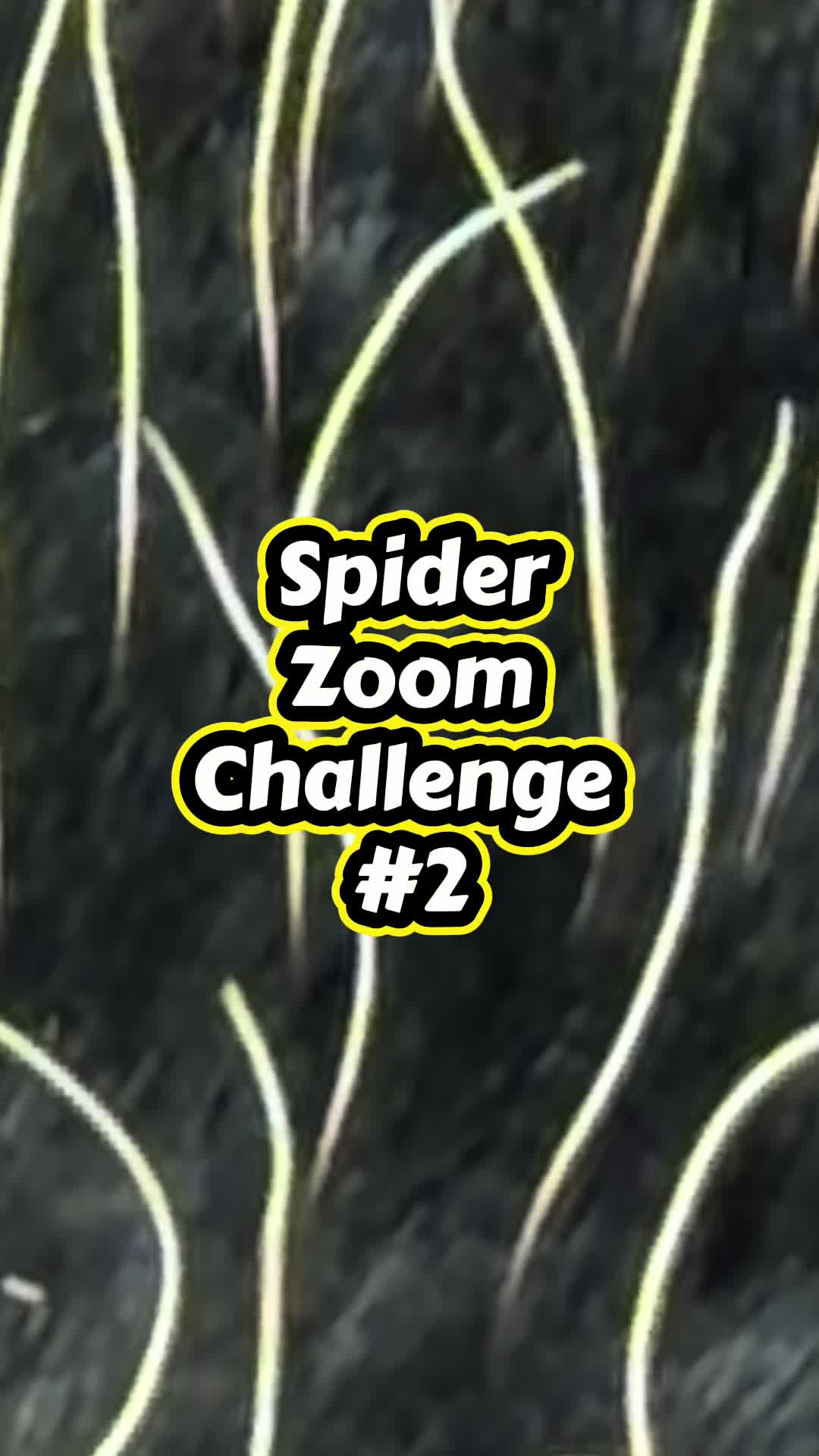 @arachnids