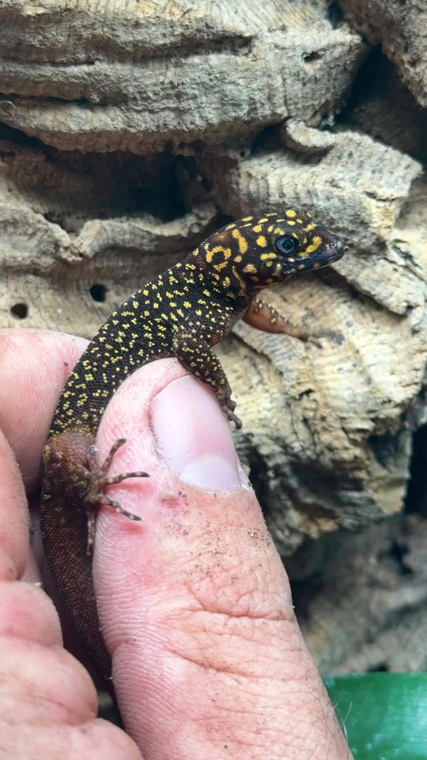 @HerpTime