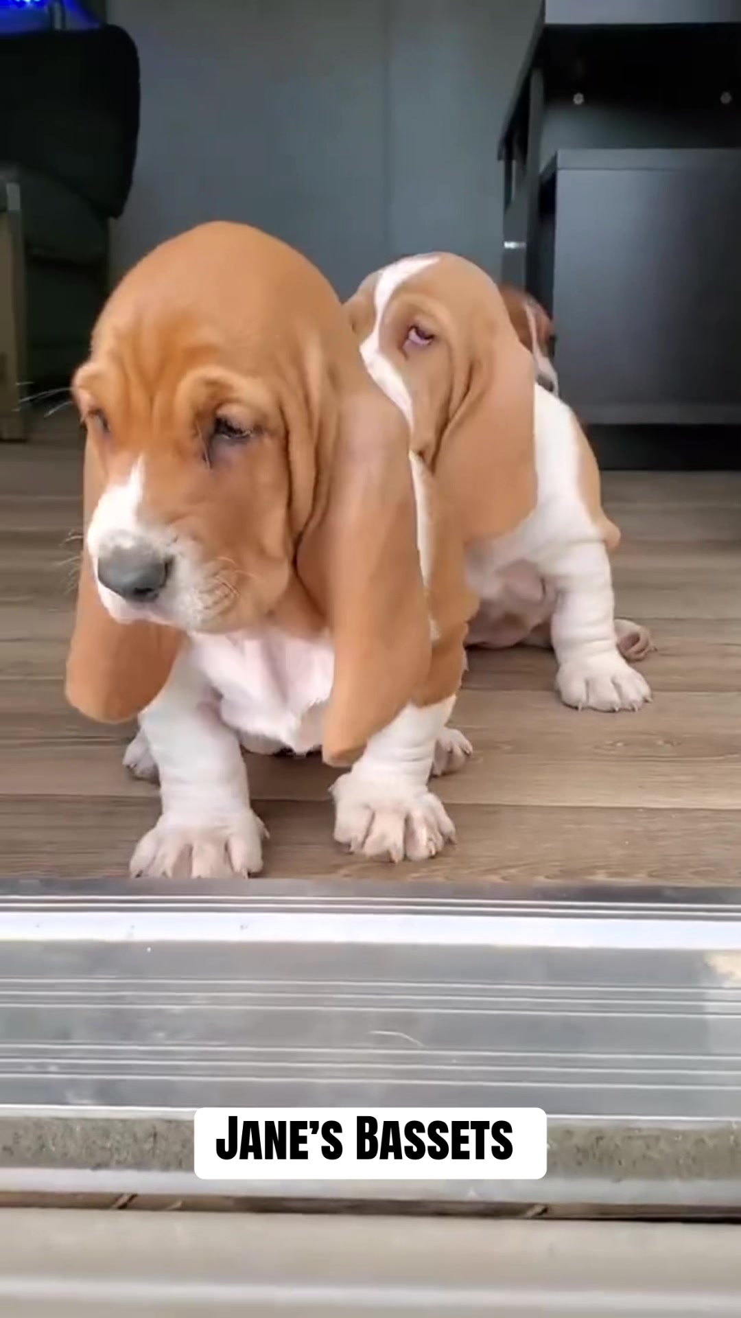 @Basset Hound Pups For Adoption