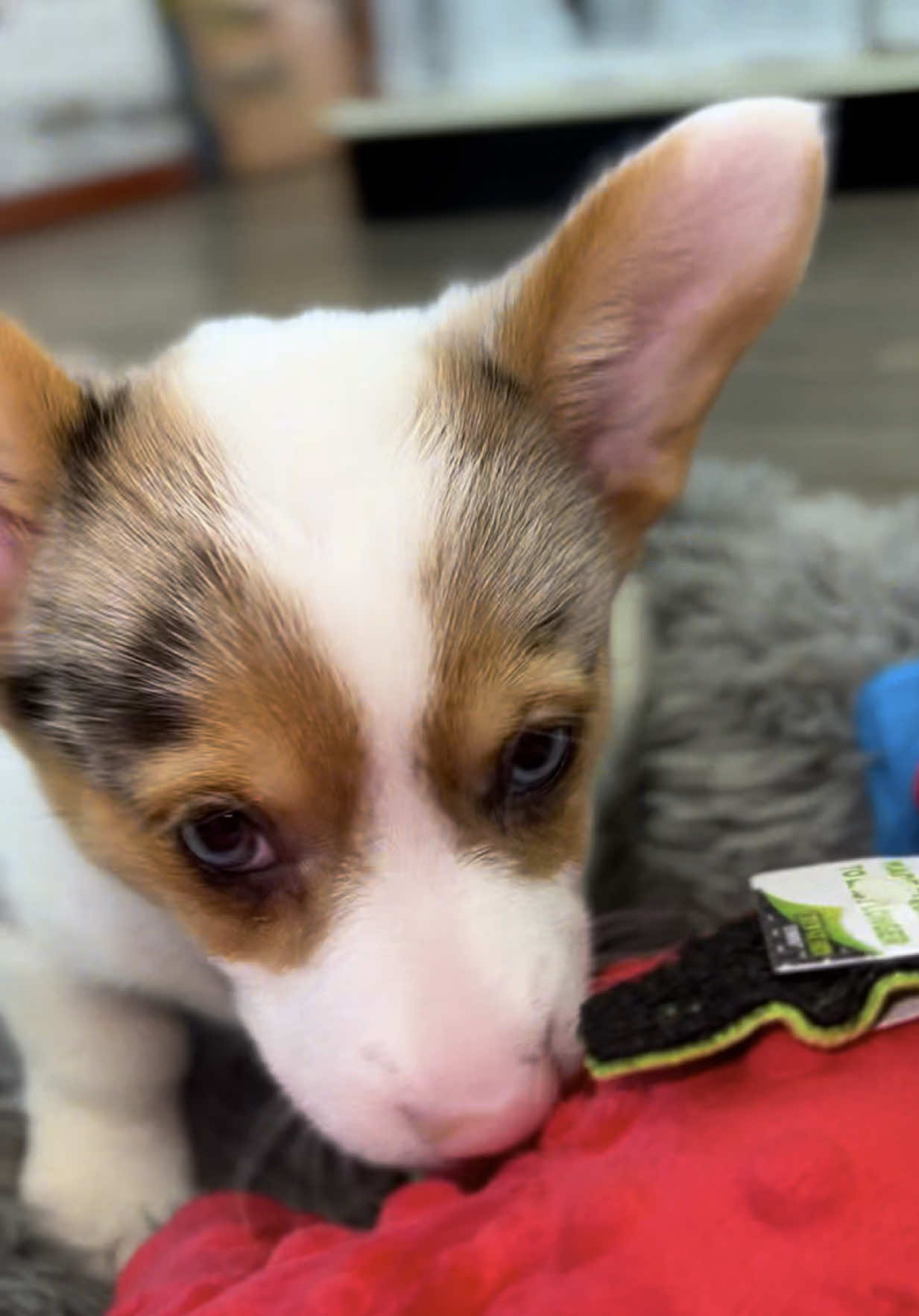 @Petland Oklahoma City