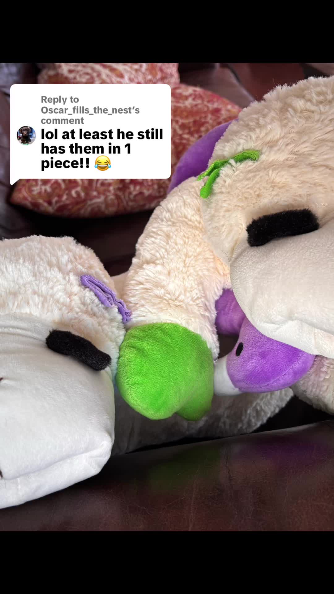 @Bentley and Buster Boo๐พ