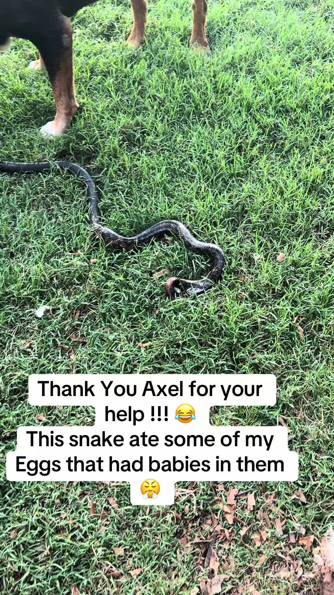 @NonniesFunnyFarm